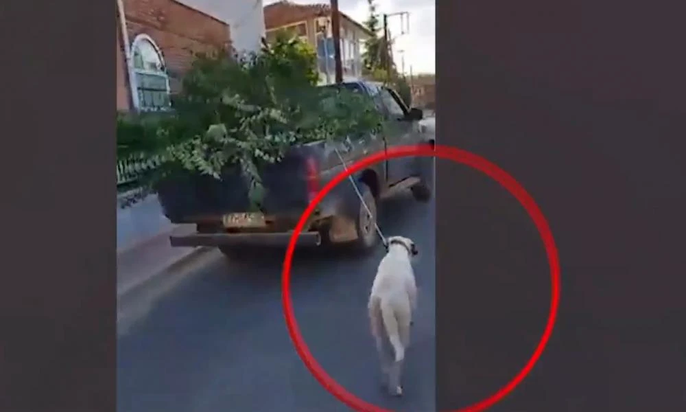 Οργή στην Κοζάνη! Έδεσε τον σκύλο σε ΙΧ και το τραβούσε εν κινήσει-(βίντεο)